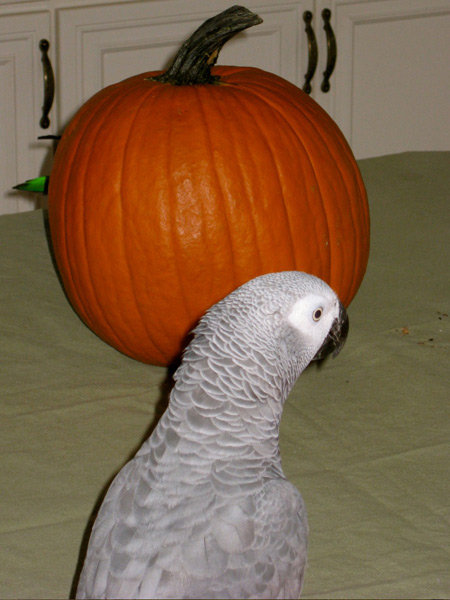 Linus Loves Halloween!