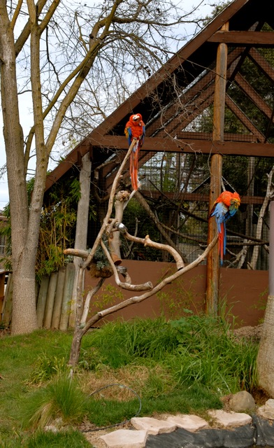 Scarlet Macaws in an open exhibit.