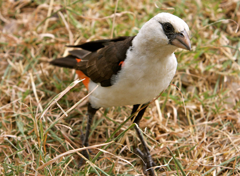 White-headed Buffalo Weaver (Dinemellia dinemelli)