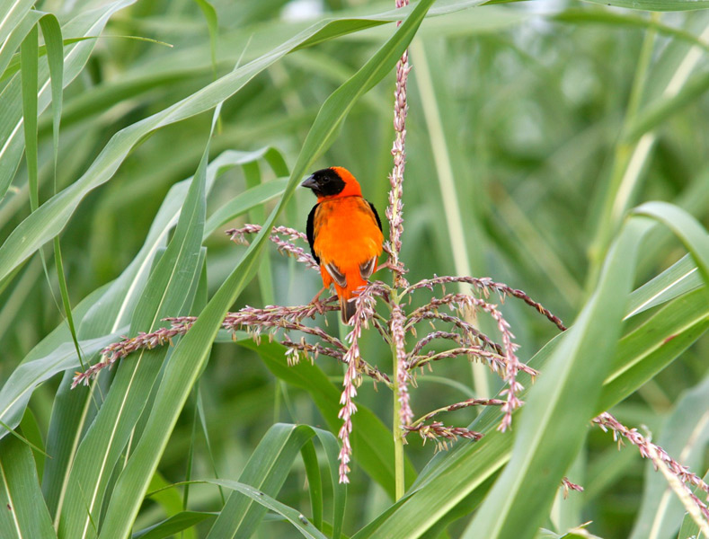 Southern Red Bishop Weaver (Euplectes orix)