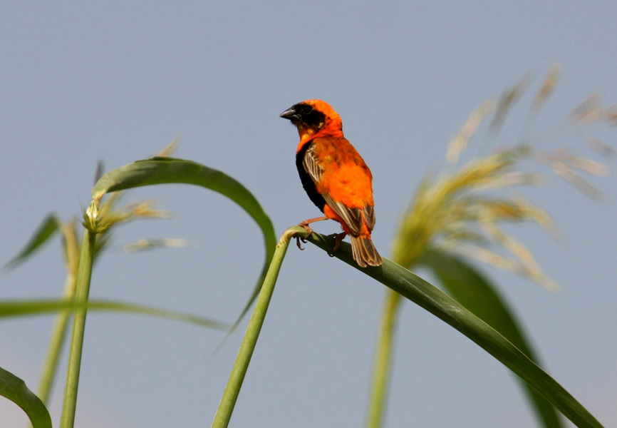 Southern Red Bishop Weaver (Euplectes orix)