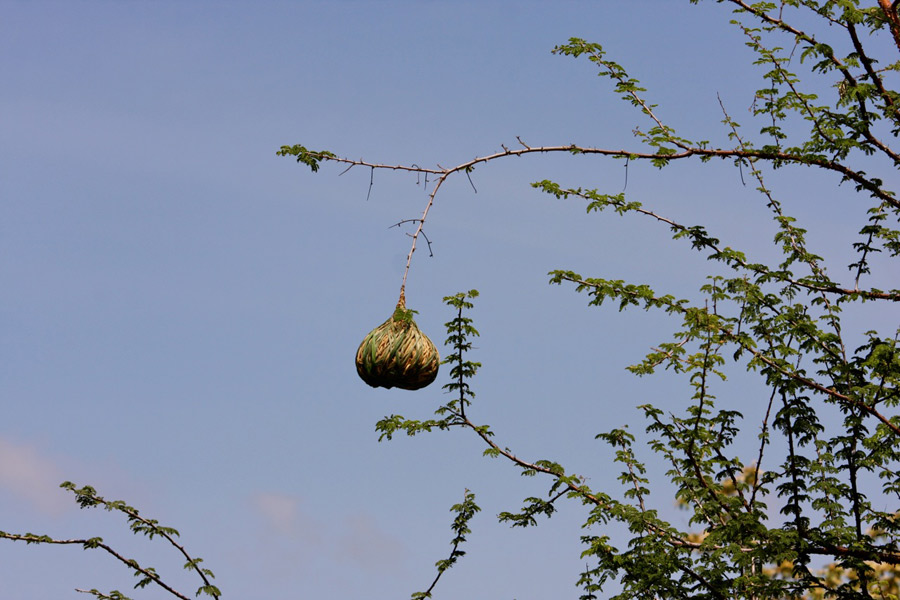 Weaver Nest