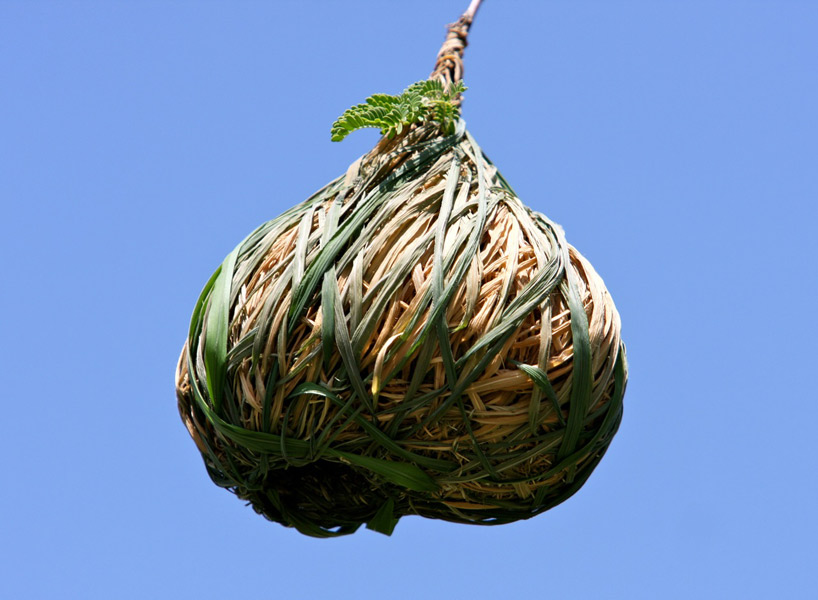 Weaver Nest