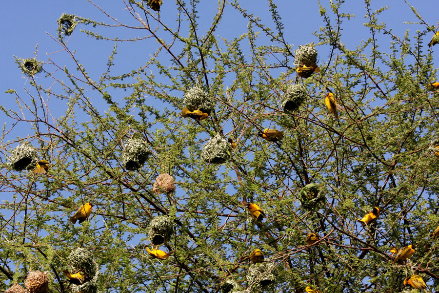 Village Weavers (Ploceus cucullatus)