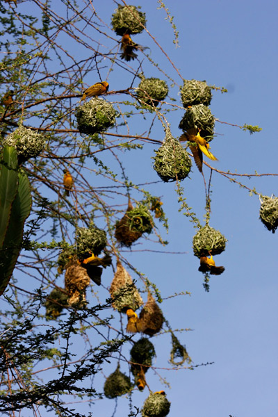 Village Weavers (Ploceus cucullatus)