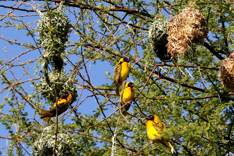 Village Weavers (Ploceus cucullatus)