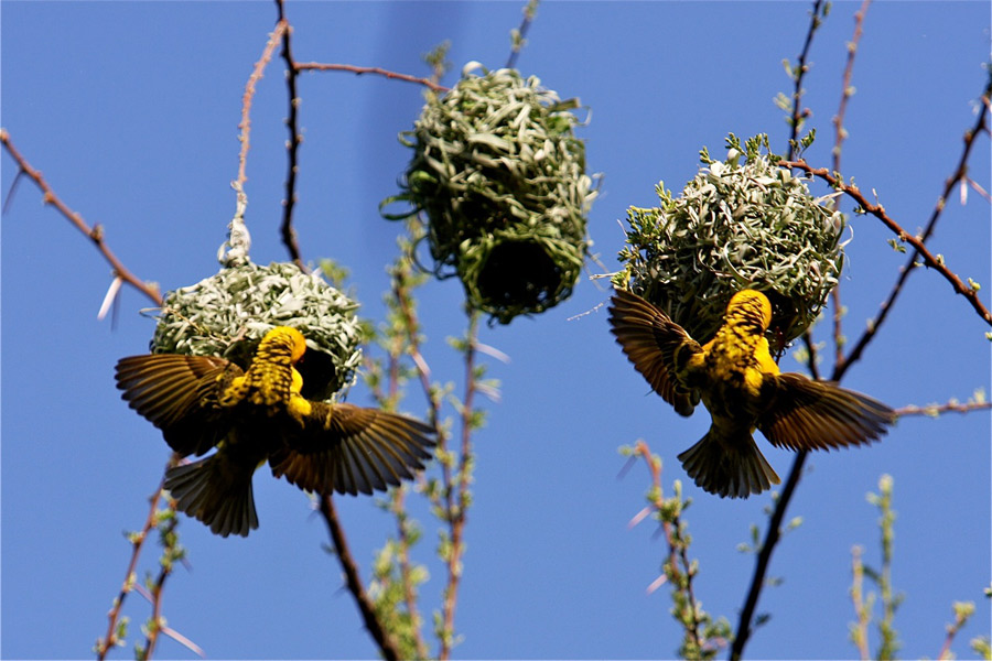 Village Weaver (Ploceus cucullatus)