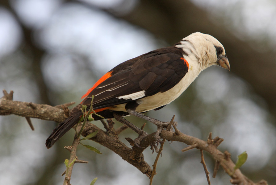 White-headed Buffalo Weaver (Dinemellia dinemelli)