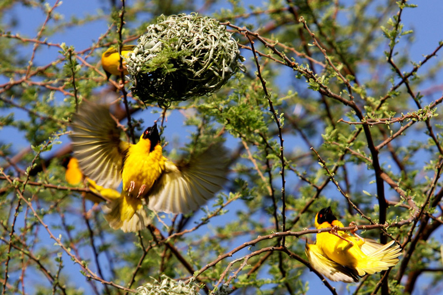 Village Weavers (Ploceus cucullatus)