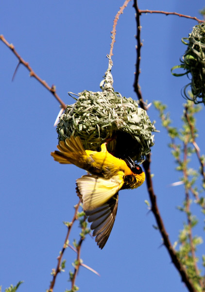 Village Weaver (Ploceus cucullatus)