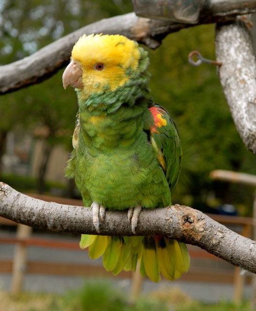 Amazon parrot.