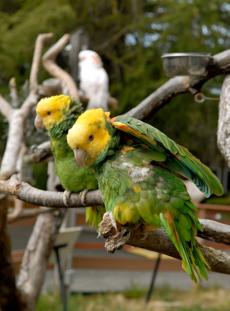 Amazon parrots.