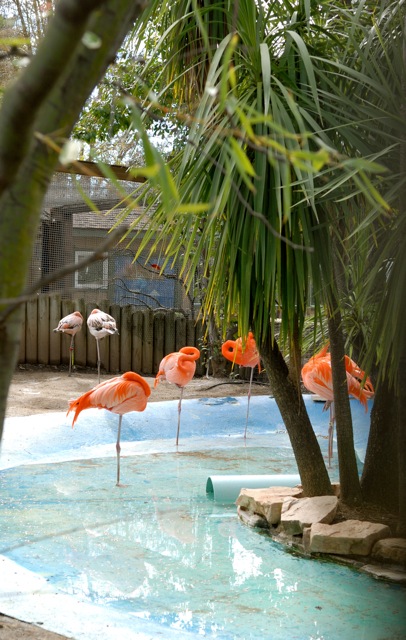 Caribbean Flamingoes.