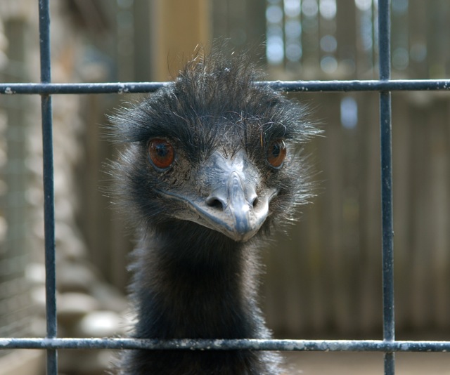 Emu