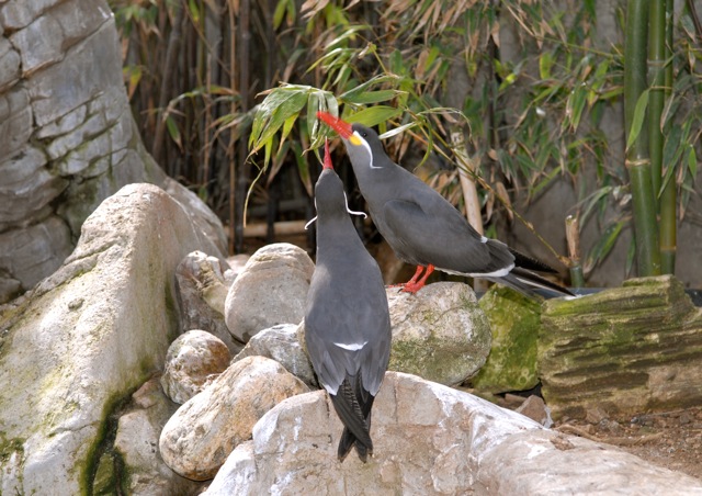 Inca Terns doing a mating ritual.