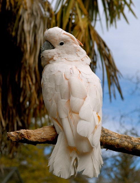 Moluccan cockatoo