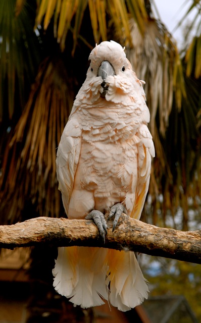 Moluccan cockatoo