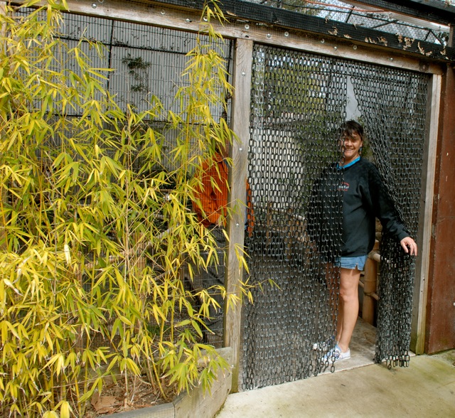 Demonstrating the plastic chain at the entry of the walk in bird exhibit.