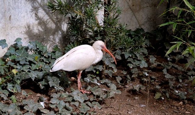 White Ibis in the walk in zoo exhibit.