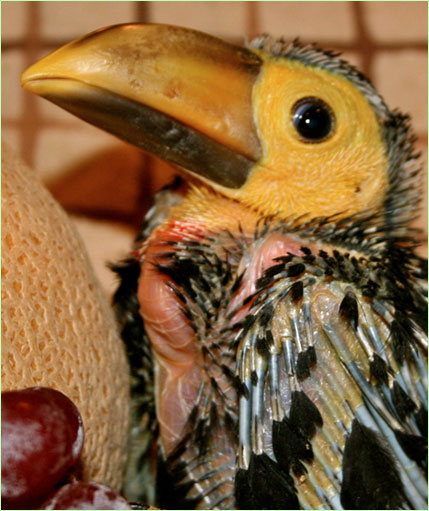 Plate-billed Mountain Toucan pair