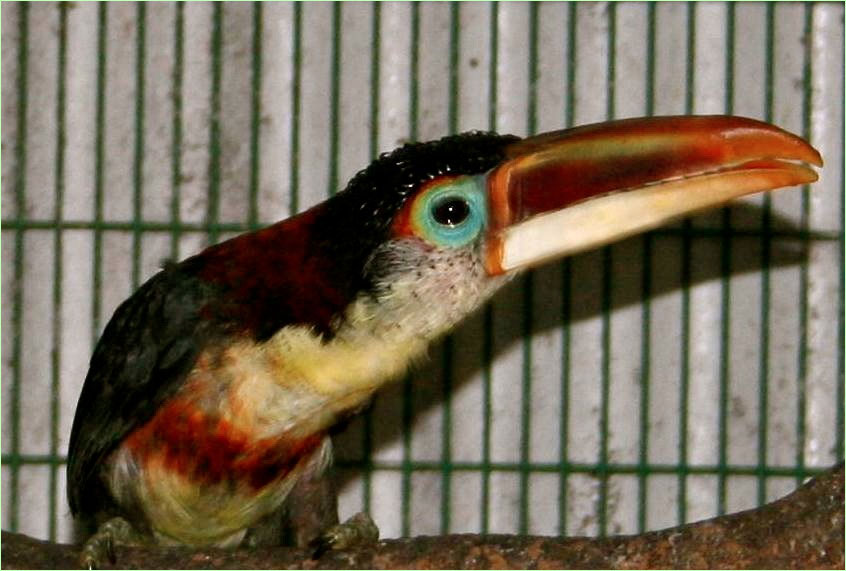 Curl-crested Aracari male