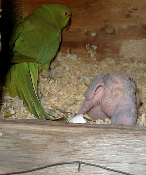 Adult Ringneck with Galah it hatched