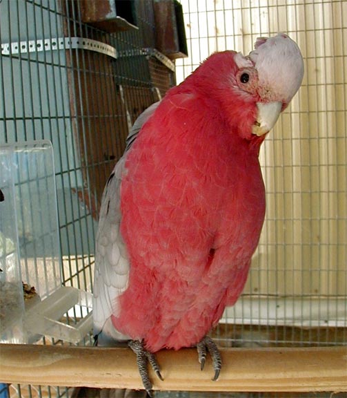 Father of the baby Galahs