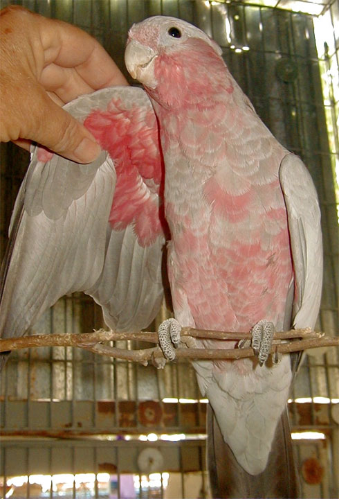 Galah