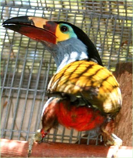 Plate-billed Mountain Toucan