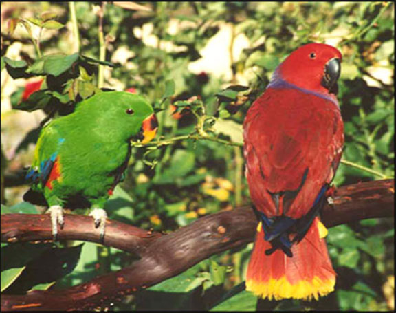 Vulcan and Venus.  Venus is the beautiful red parrot on the left, and Vulcan was her mate. 