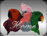 Visit Eclectusville.com, Susie C.'s Site