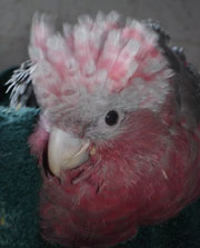 Rose breasted Cockatoo