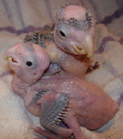 Rose breasted Cockatoos